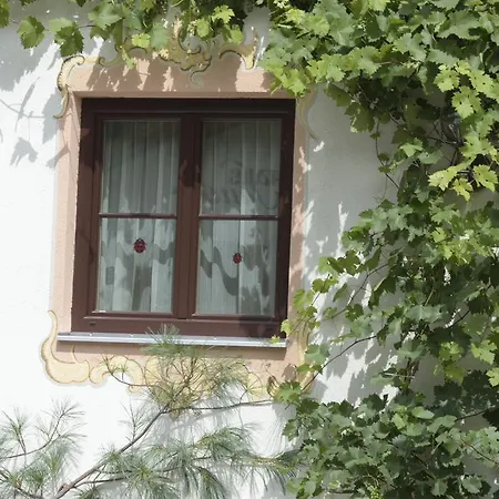 Traube Sankt Gallenkirch